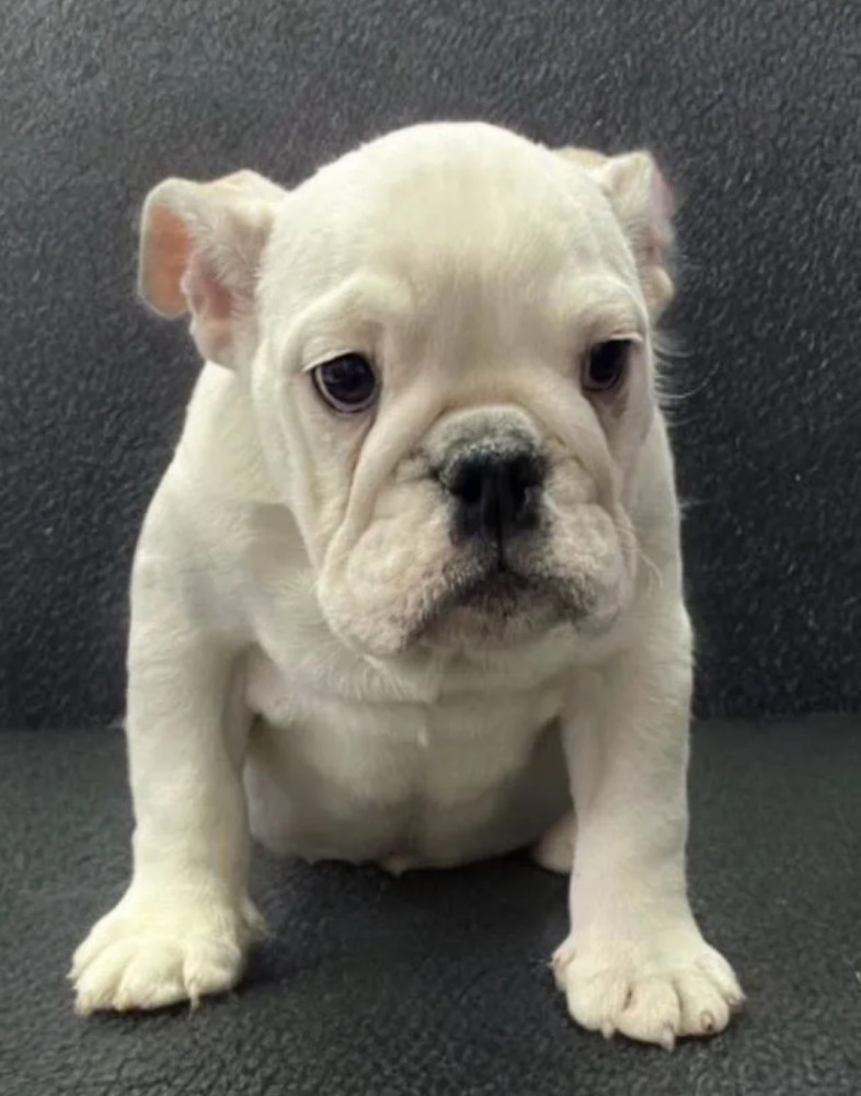 English Bulldog Puppies for Sale in New York (NY)