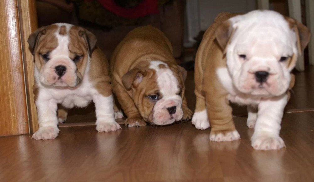 Two English Bulldog Female Puppies in Florida (FL)
