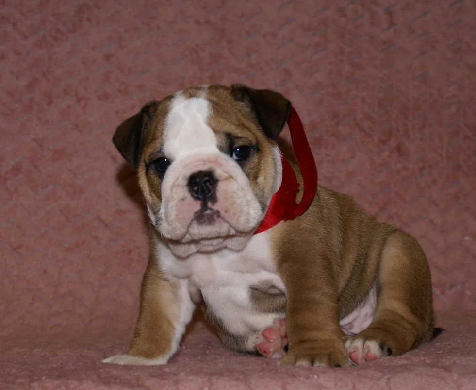 Two English Bulldog Female Puppies in Florida (FL)