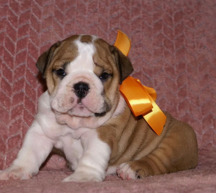 Two English Bulldog Female Puppies in Florida (FL)