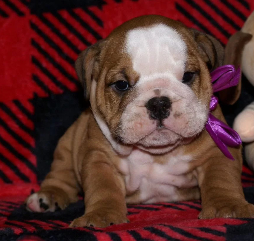 Two English Bulldog Female Puppies in Florida (FL)