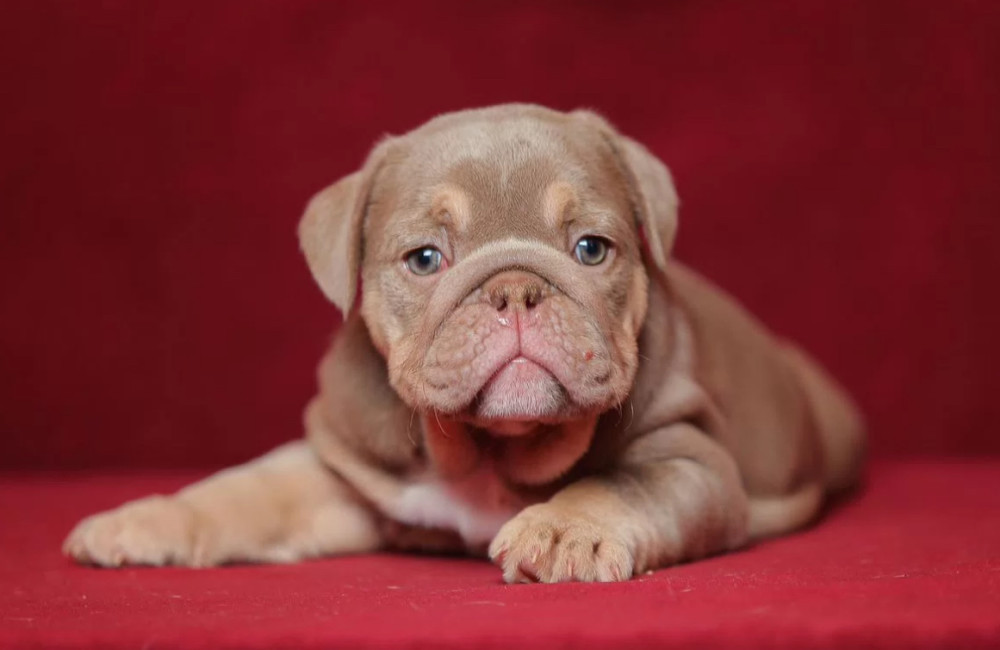 Male English Bulldog Puppy Looking for a Home in Illinois (IL)