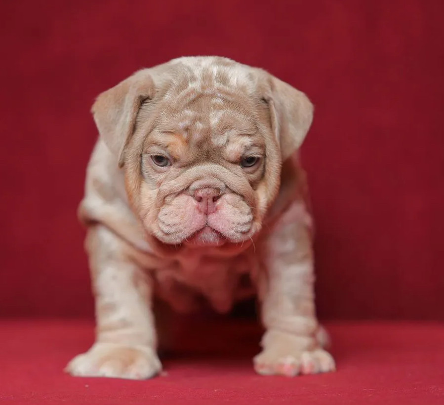 Male English Bulldog Puppy Looking for a Home in Illinois (IL)