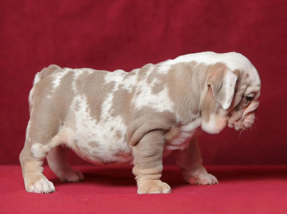Male English Bulldog Puppy Looking for a Home in Illinois (IL)
