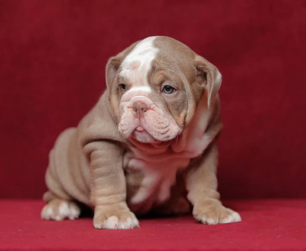 Male English Bulldog Puppy Looking for a Home in Illinois (IL)