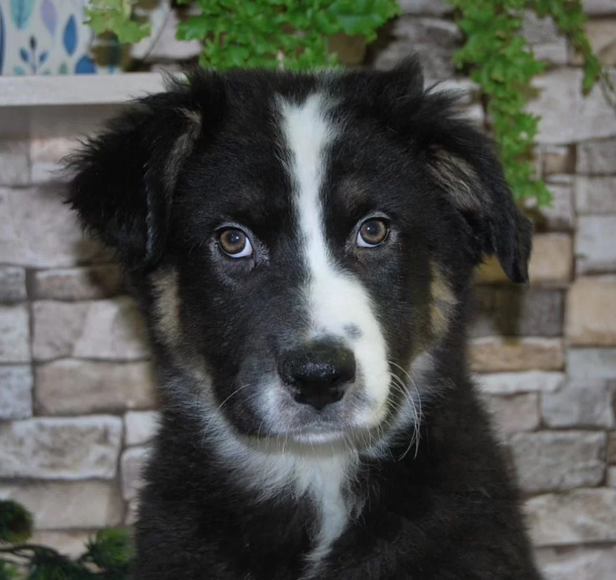 12-Week-Old Australian Shepherd Female Puppy for Sale in Illinois