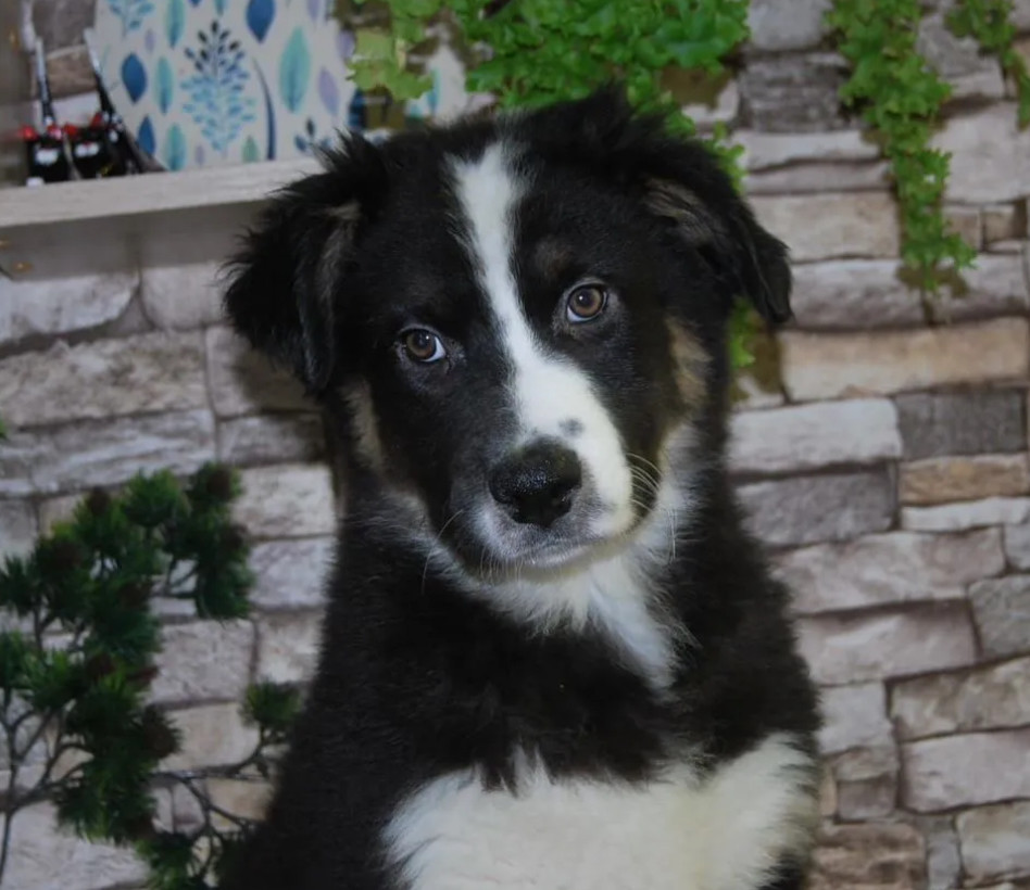 12-Week-Old Australian Shepherd Female Puppy for Sale in Illinois