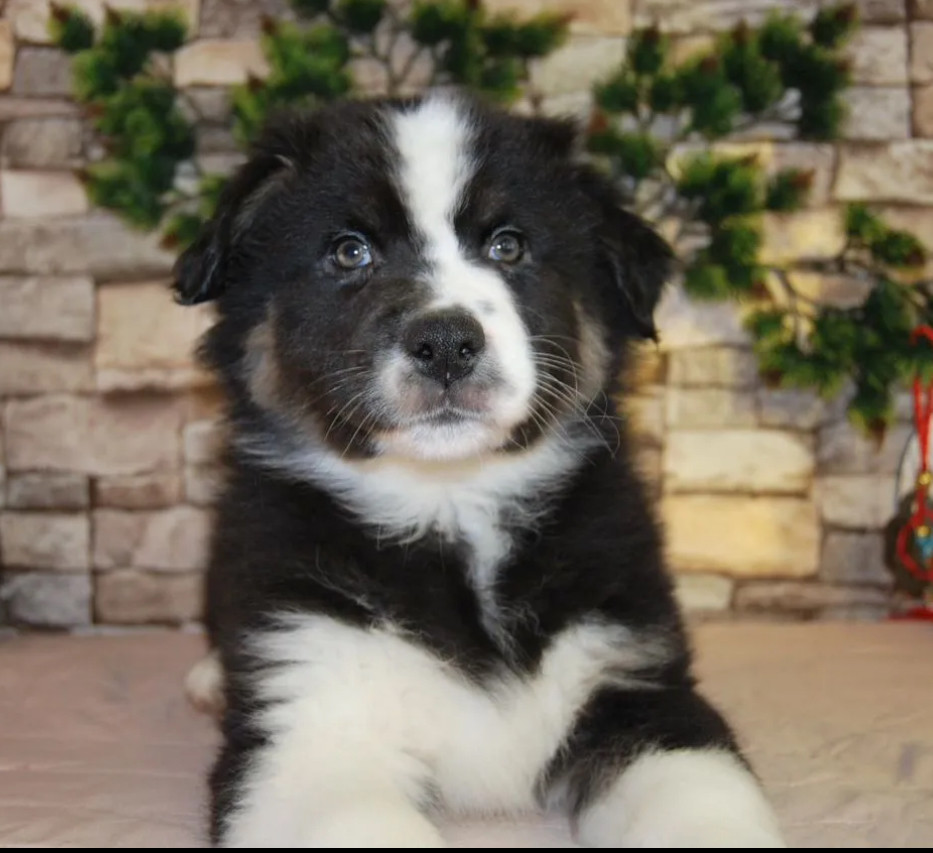 12-Week-Old Australian Shepherd Female Puppy for Sale in Illinois
