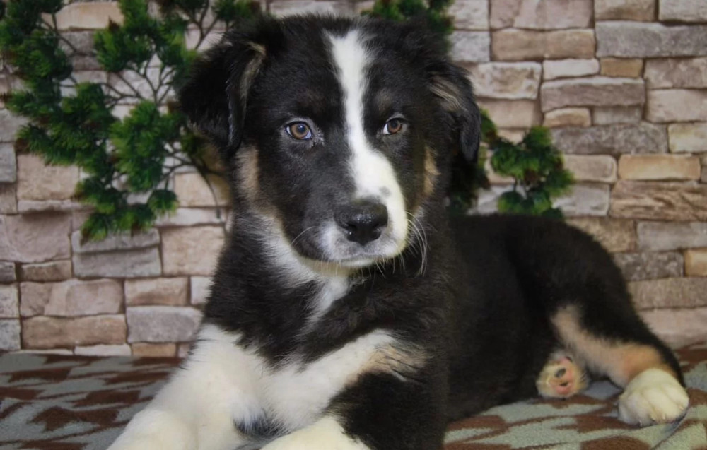 12-Week-Old Australian Shepherd Female Puppy for Sale in Illinois