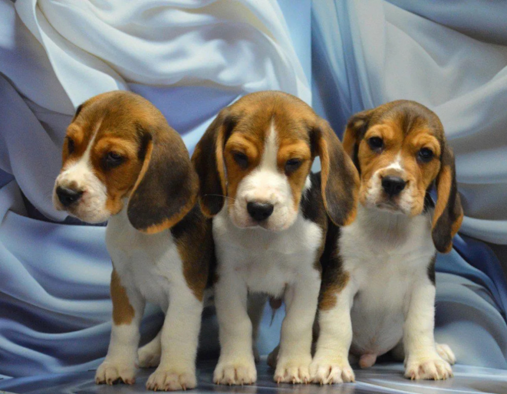 Adorable Beagle Puppies for Sale Ready to Join Your Family!