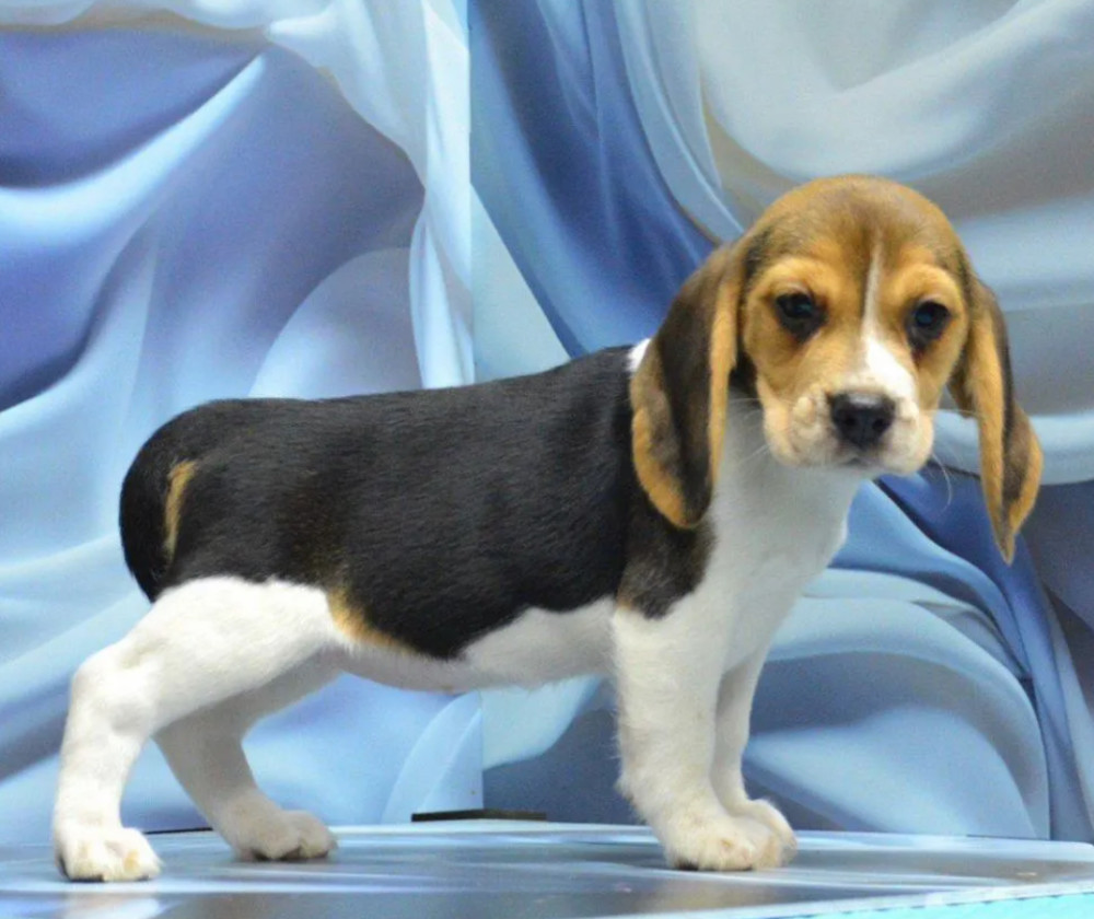 Adorable Beagle Puppies for Sale Ready to Join Your Family!