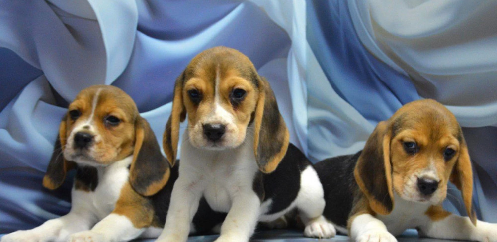 Adorable Beagle Puppies for Sale Ready to Join Your Family!