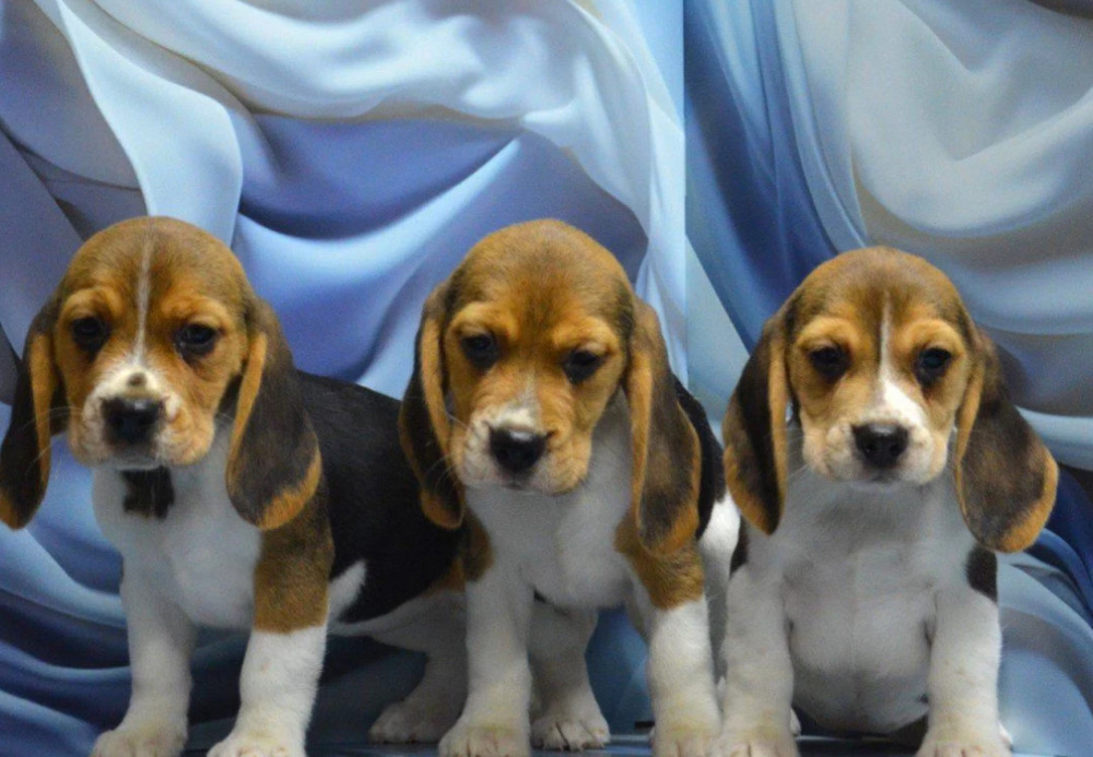 Adorable Beagle Puppies for Sale Ready to Join Your Family!