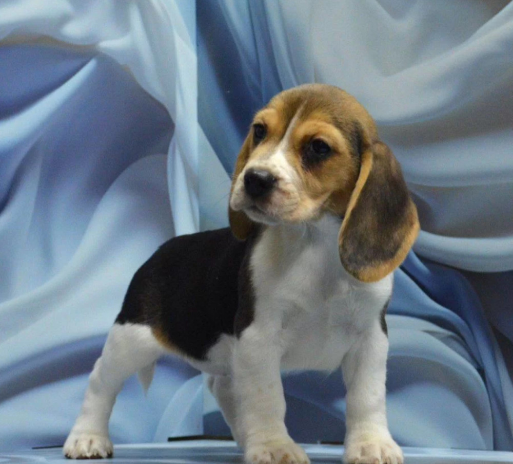 Adorable Beagle Puppies for Sale Ready to Join Your Family!