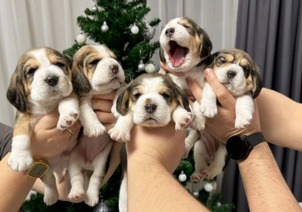 Beagle Puppies for Sale Affordable and Healthy Companions