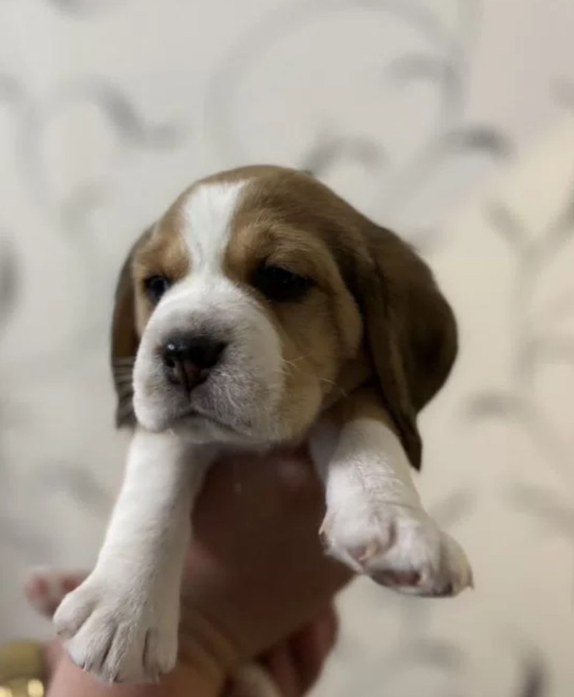 Beagle Puppies for Sale Affordable and Healthy Companions