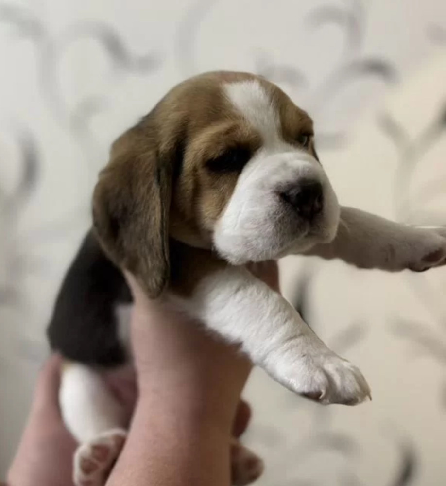 Beagle Puppies for Sale Affordable and Healthy Companions