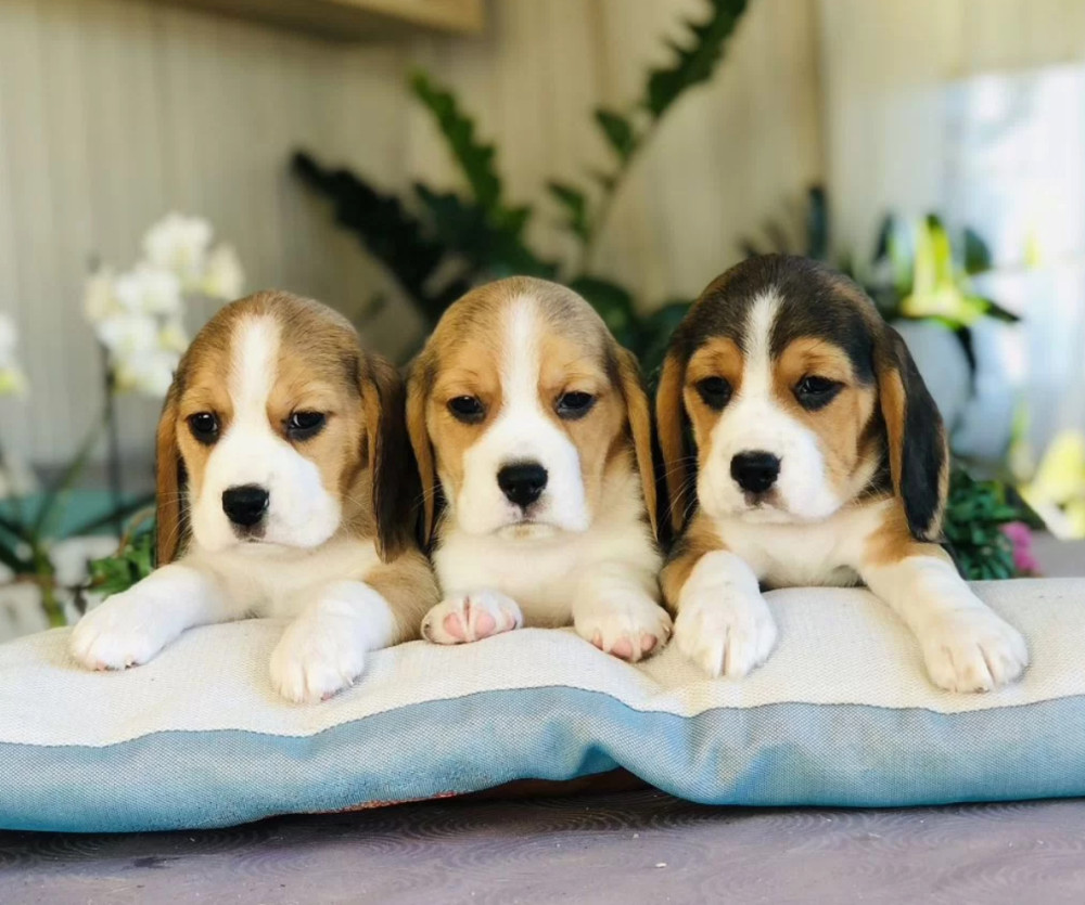 Purebred Beagle Puppies for Sale Perfect Family Pets