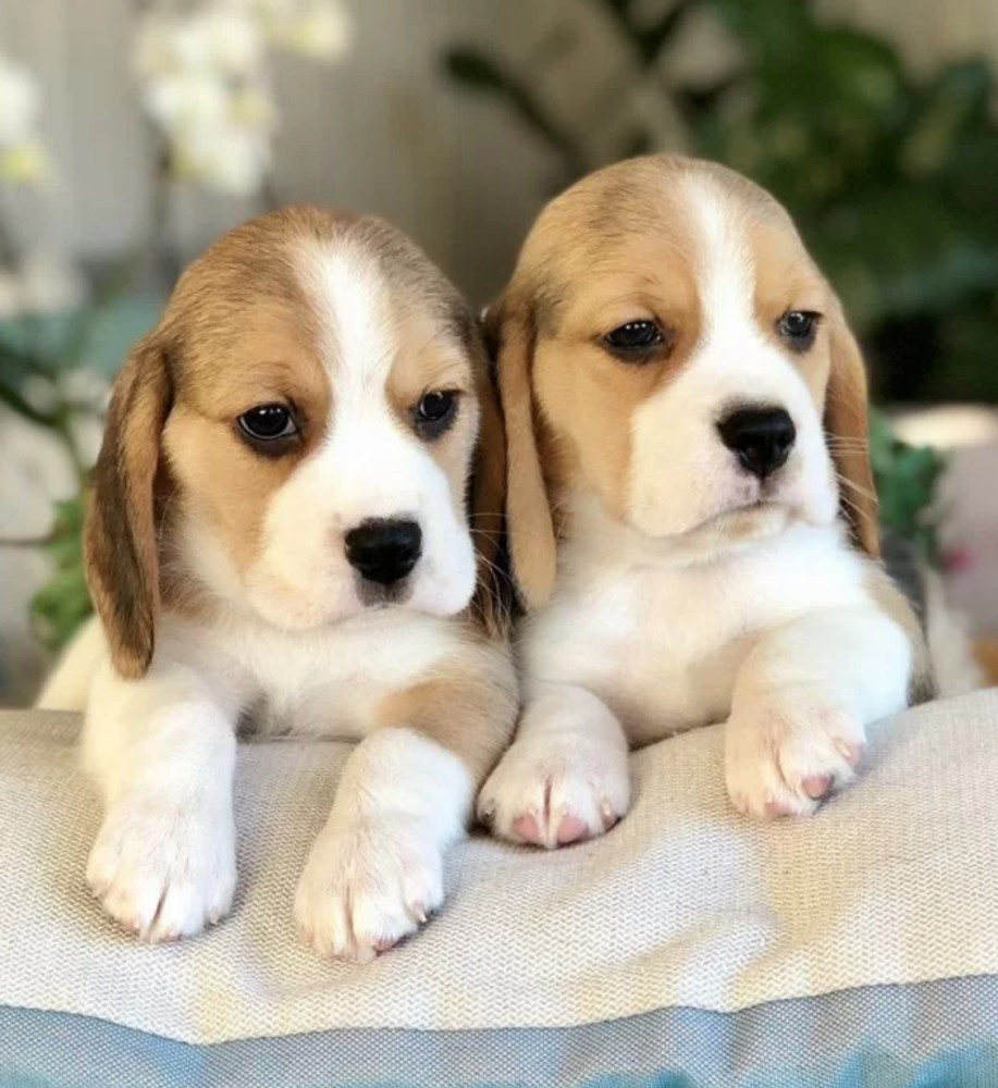 Purebred Beagle Puppies for Sale Perfect Family Pets