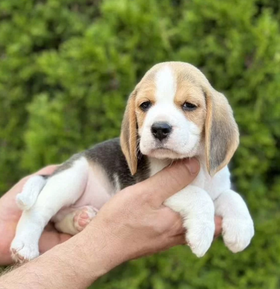 Purebred Beagle Puppies for Sale Perfect Family Pets