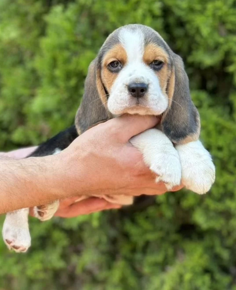 Purebred Beagle Puppies for Sale Perfect Family Pets