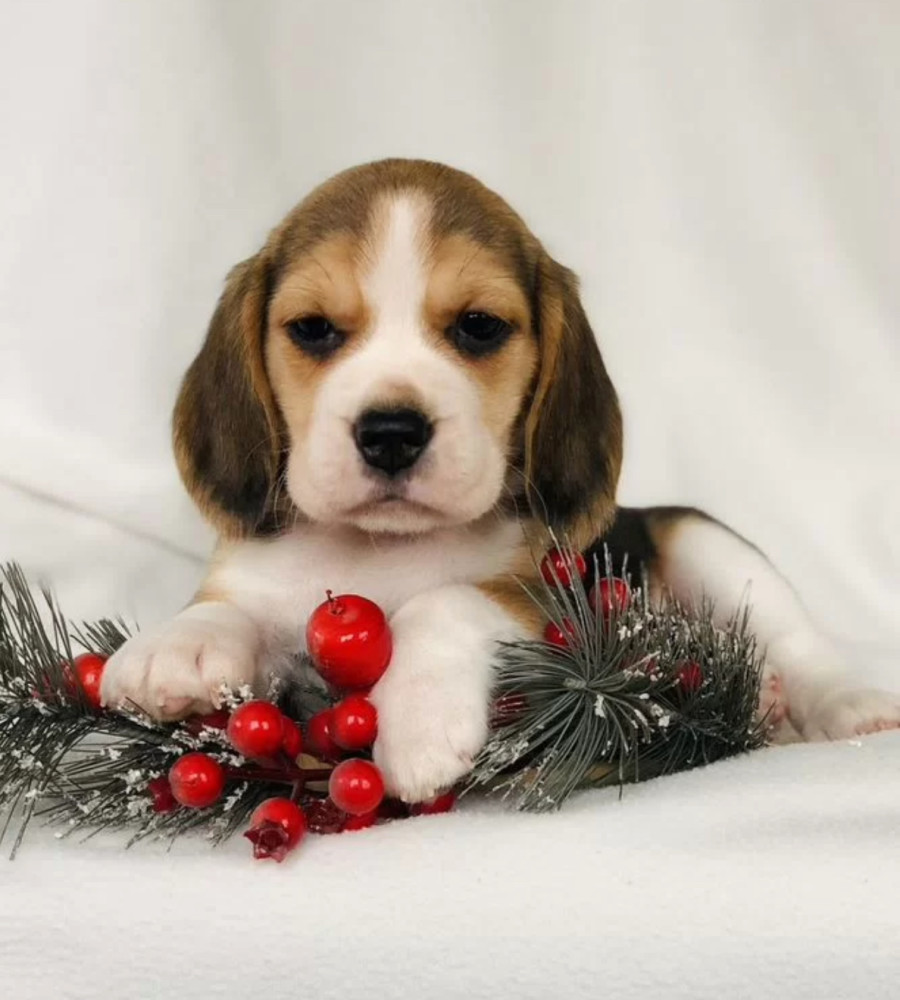 Purebred Beagle Puppies for Sale Perfect Family Pets