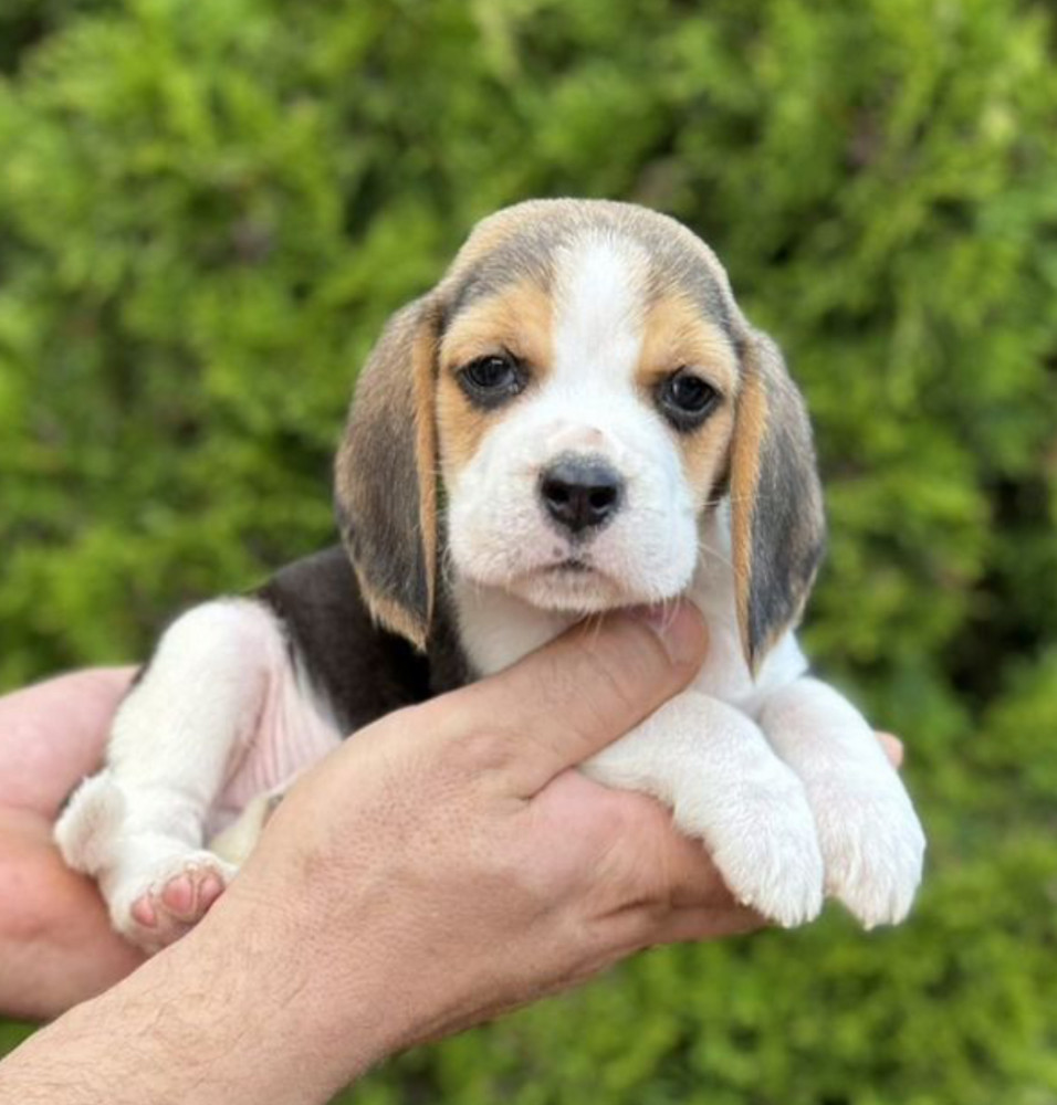 Purebred Beagle Puppies for Sale Perfect Family Pets