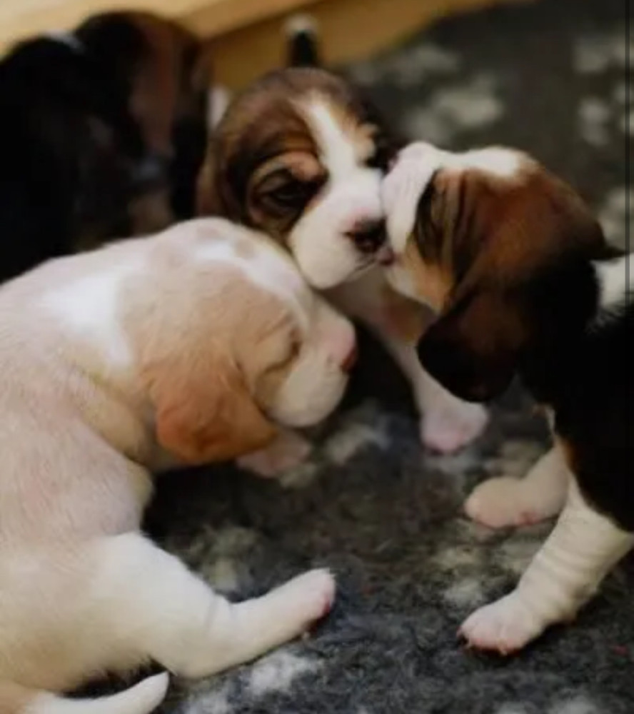 Beagle Puppies for Sale Near You Limited-Time Offer!