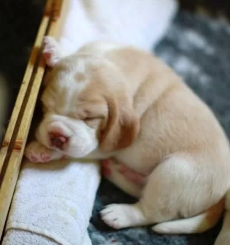 Beagle Puppies for Sale Near You Limited-Time Offer!