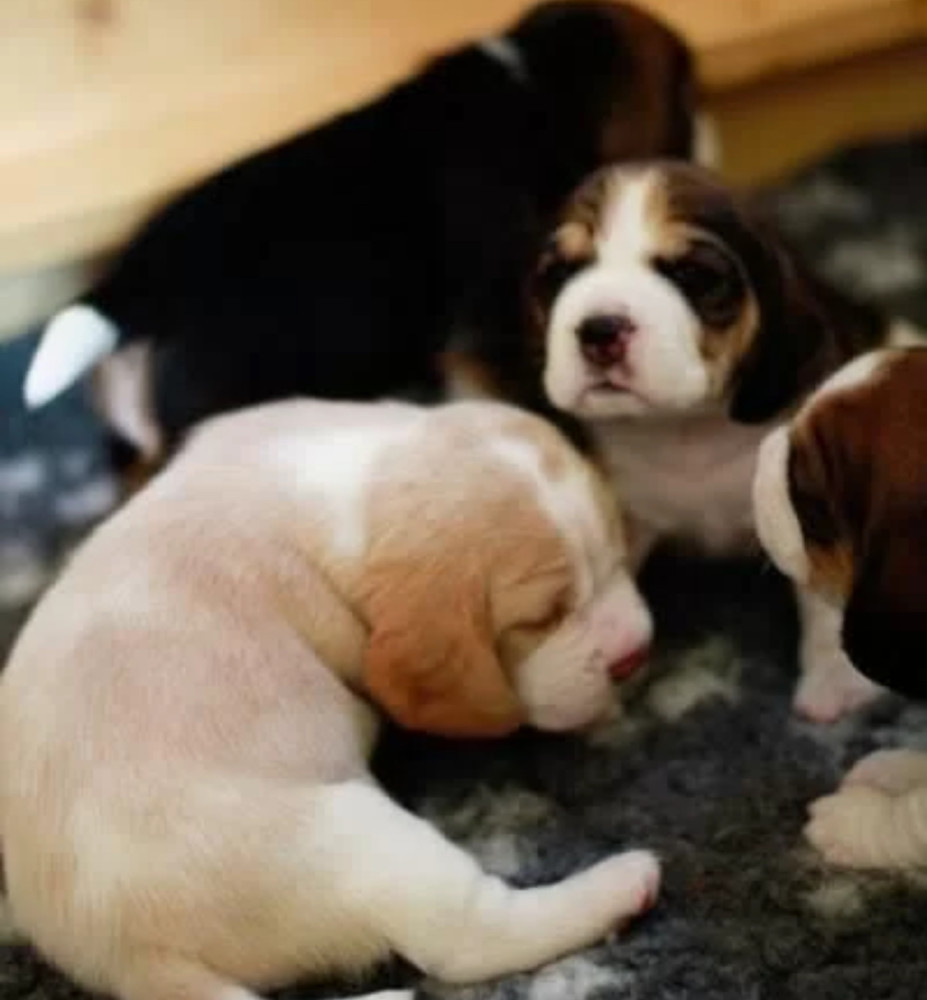 Beagle Puppies for Sale Near You Limited-Time Offer!