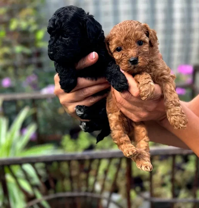 Toy Poodles for sale,healthy puppies, adopt a small dog
