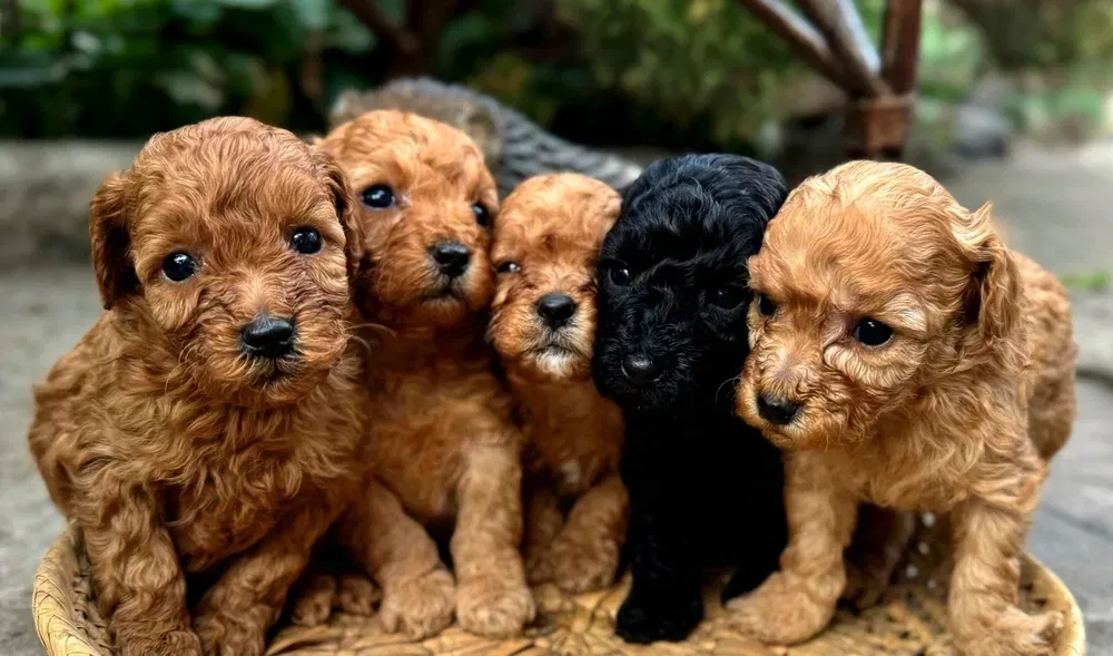 Toy Poodles for sale,healthy puppies, adopt a small dog