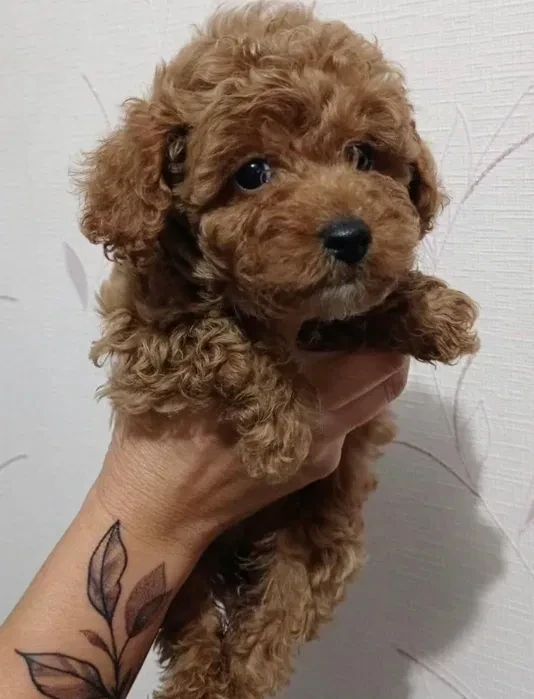 Toy Poodles for sale,healthy puppies, adopt a small dog