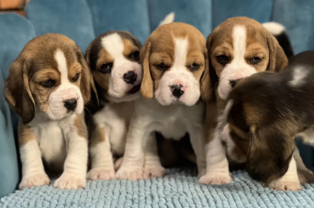 Healthy Beagle Puppies for Sale Raised with Love and Care