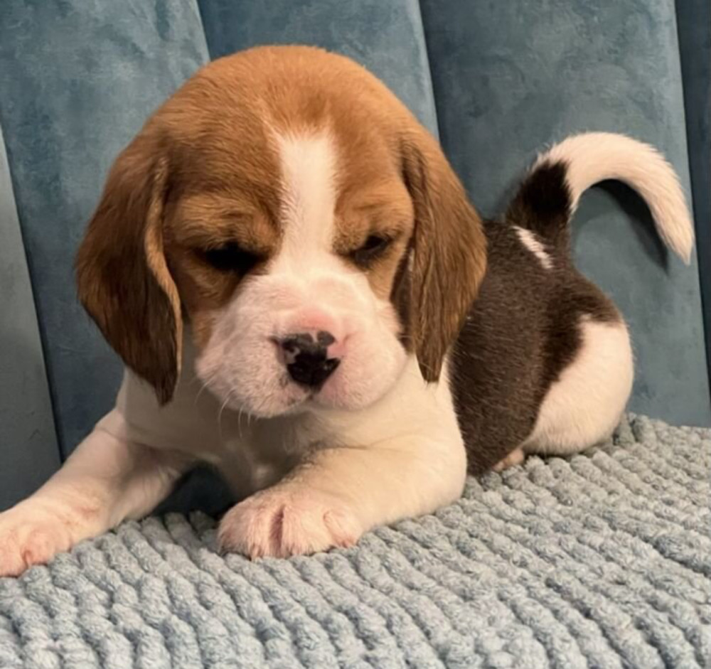Healthy Beagle Puppies for Sale Raised with Love and Care