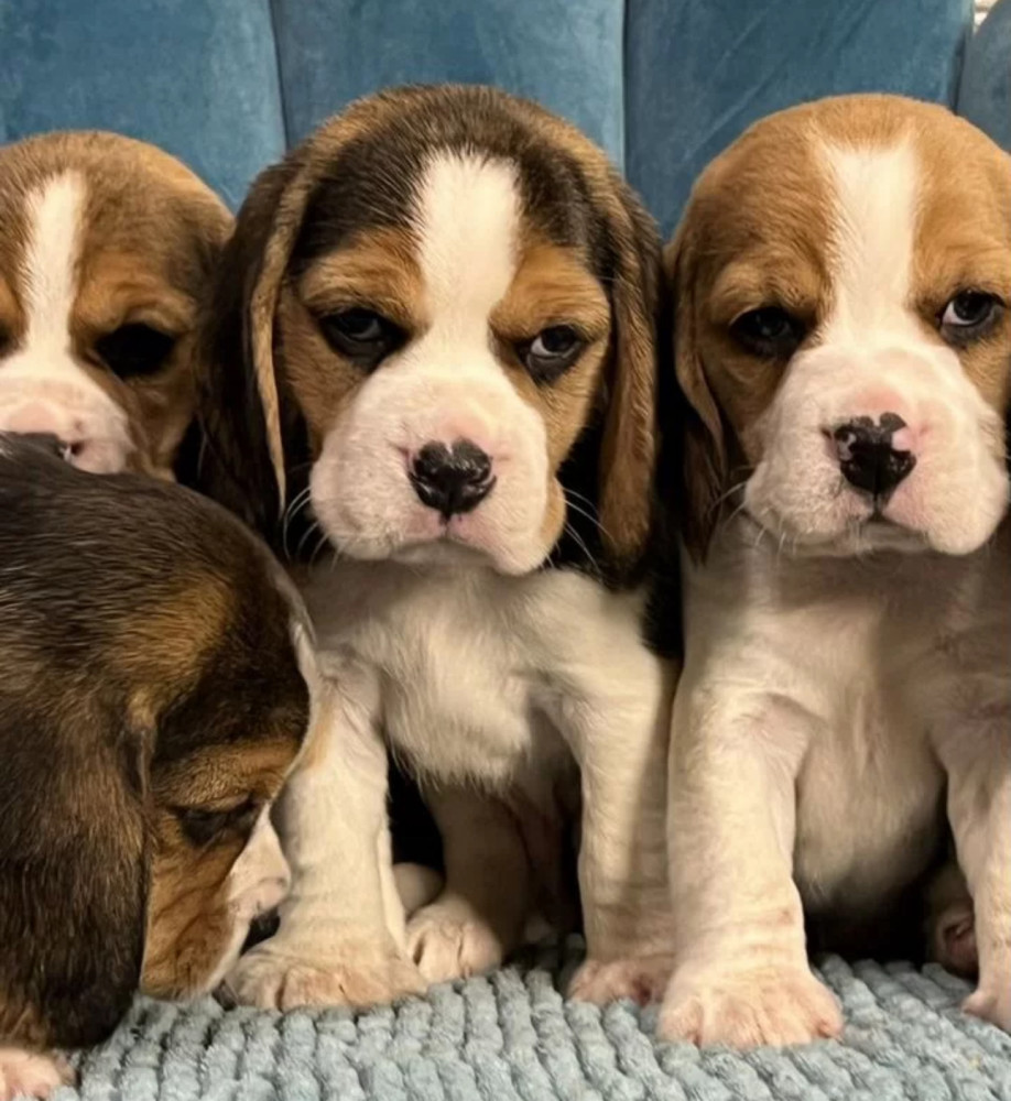 Healthy Beagle Puppies for Sale Raised with Love and Care
