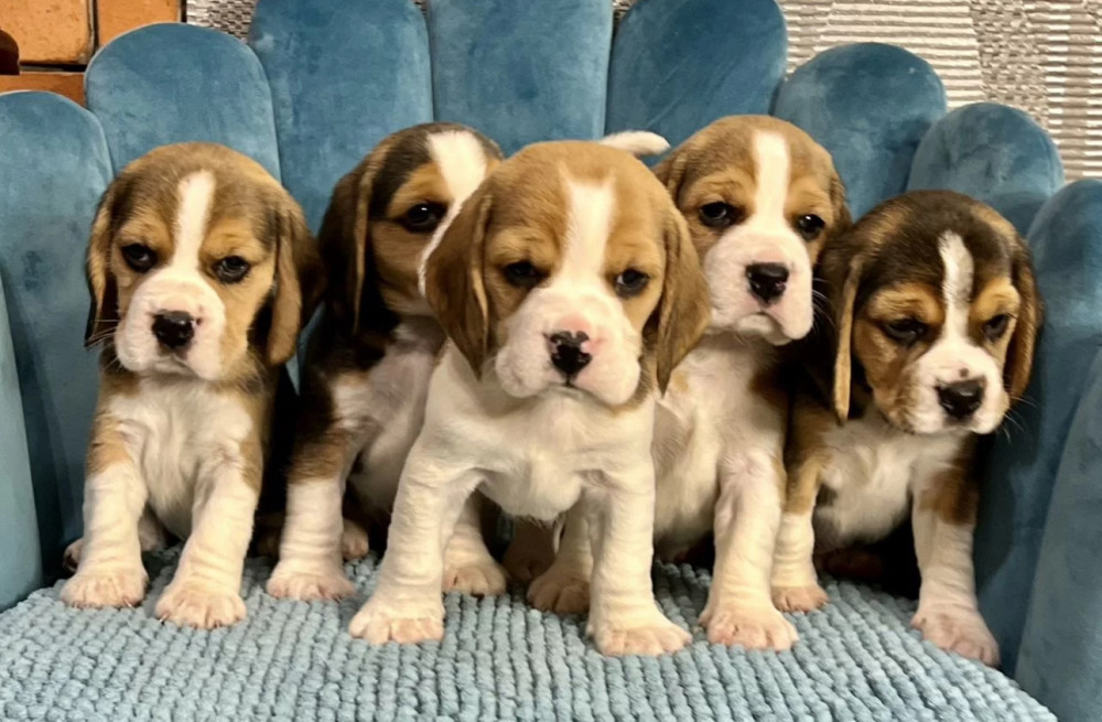 Healthy Beagle Puppies for Sale Raised with Love and Care