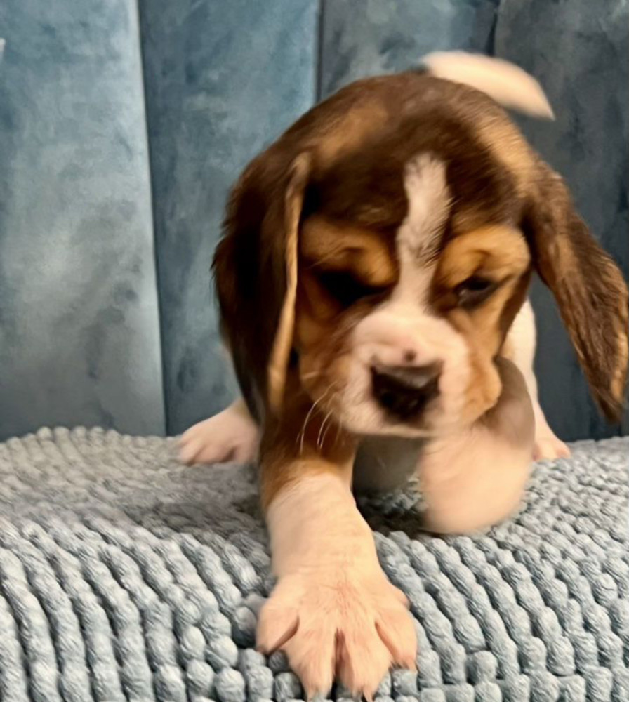 Healthy Beagle Puppies for Sale Raised with Love and Care