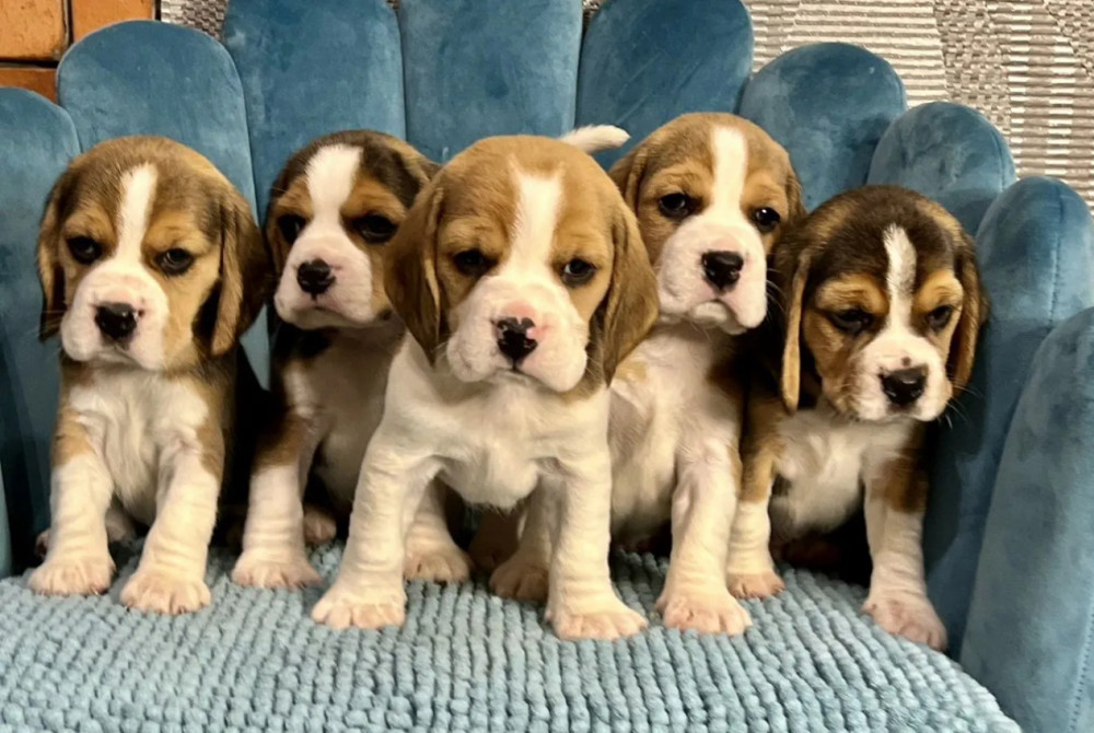 Healthy Beagle Puppies for Sale Raised with Love and Care