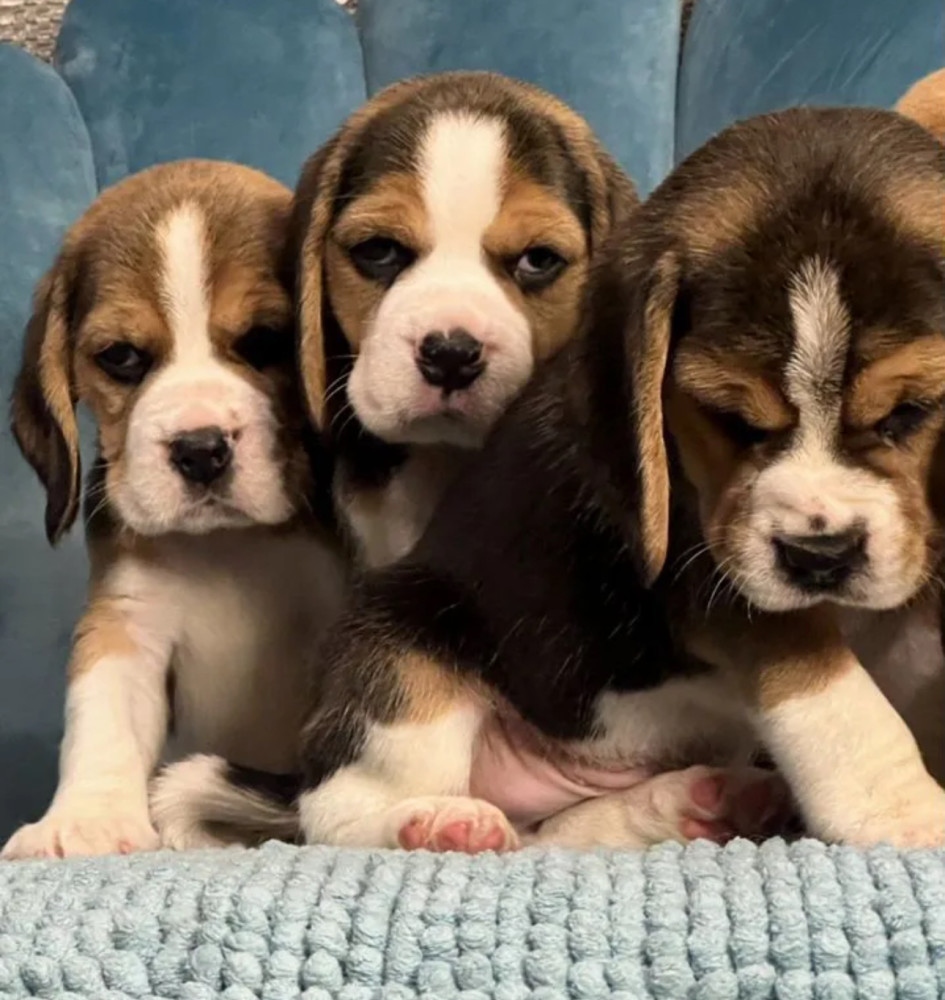 Healthy Beagle Puppies for Sale Raised with Love and Care