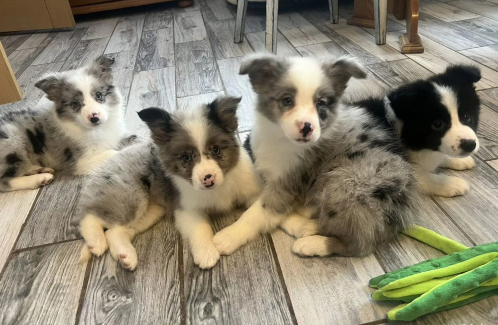 Collie Puppies for Sale in Alabama Discover Your New Best Friend!