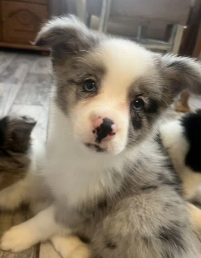 Collie Puppies for Sale in Alabama Discover Your New Best Friend!