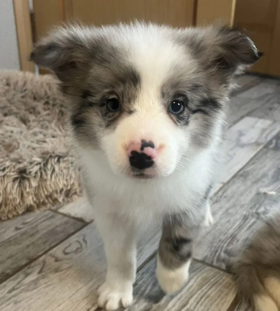 Collie Puppies for Sale in Alabama Discover Your New Best Friend!