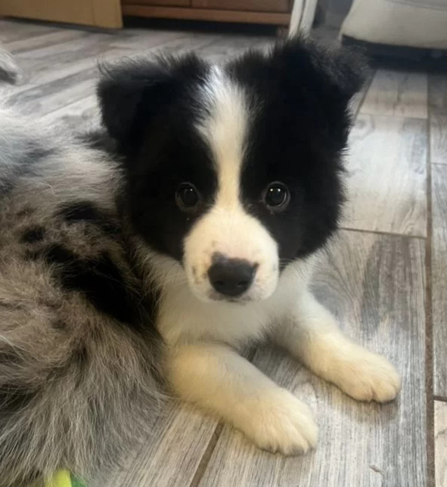 Collie Puppies for Sale in Alabama Discover Your New Best Friend!