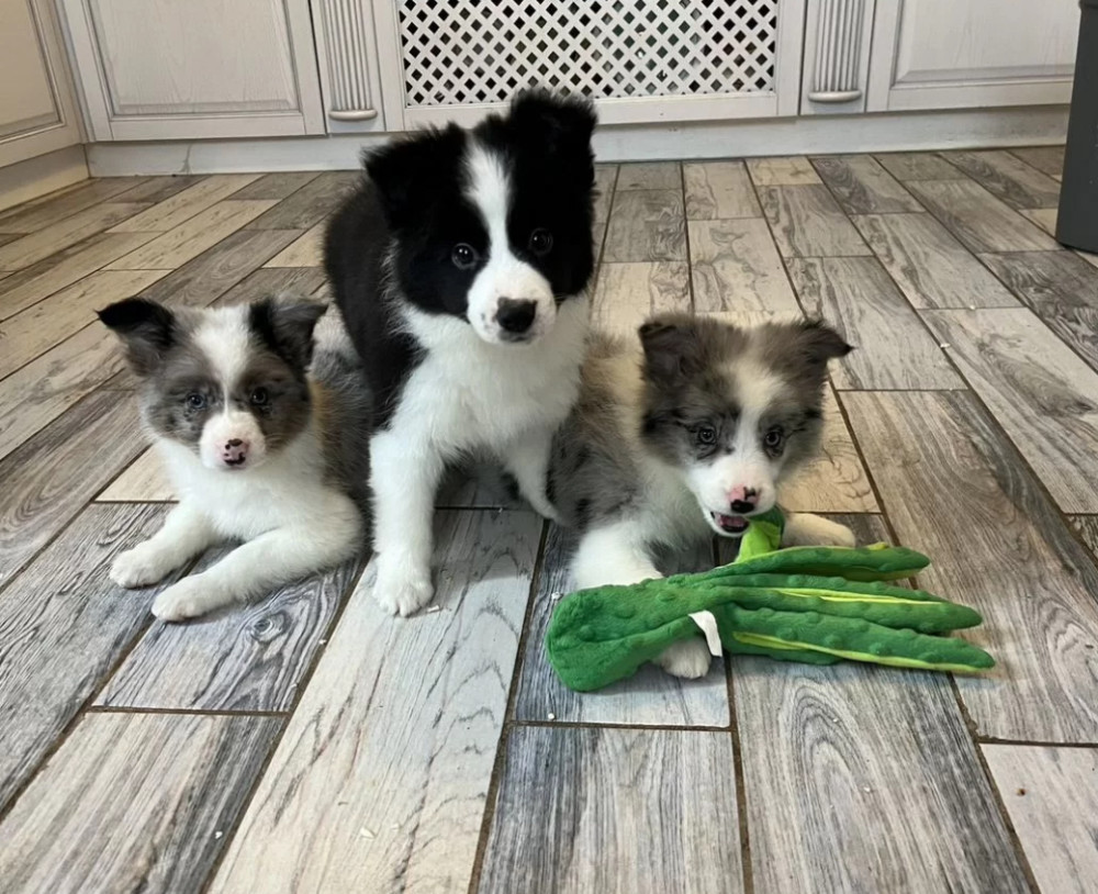Collie Puppies for Sale in Alabama Discover Your New Best Friend!