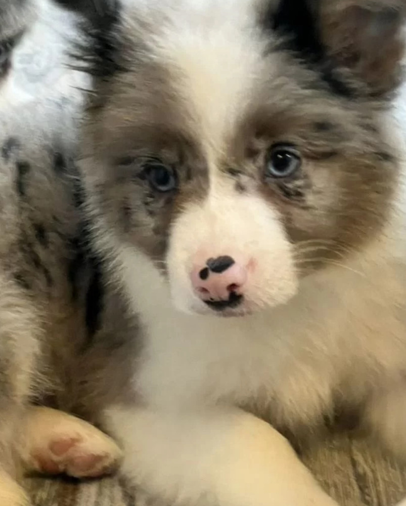 Collie Puppies for Sale in Alabama Discover Your New Best Friend!