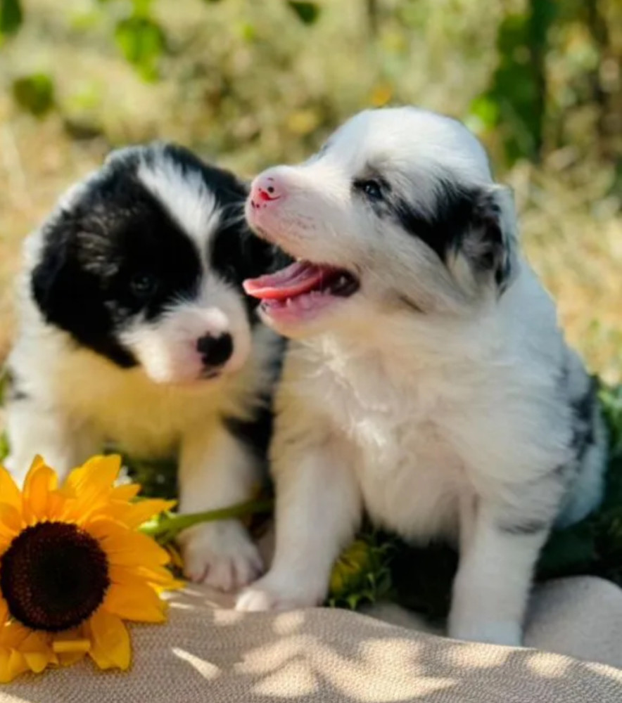 Adorable Collie Puppies for Sale in Arizona Act Now!