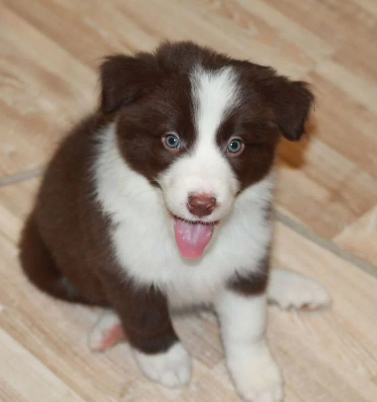 Adorable Collie Puppies for Sale in Arizona Act Now!