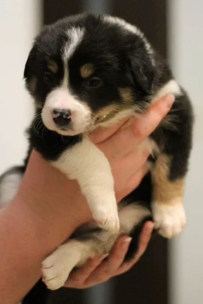 Adorable Collie Puppies for Sale in Arizona Act Now!