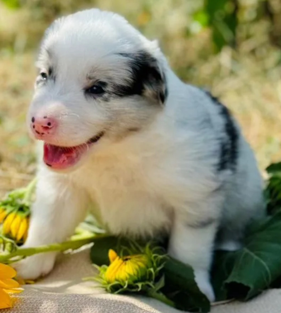 Adorable Collie Puppies for Sale in Arizona Act Now!